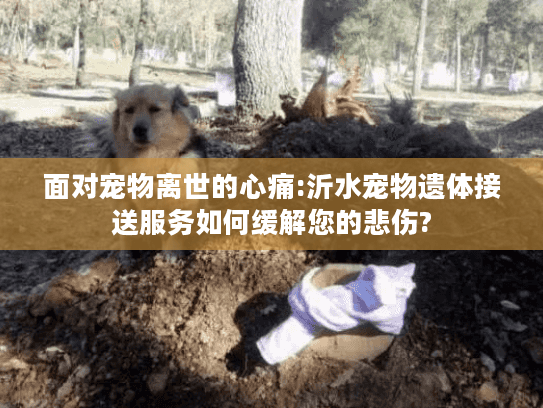 面对宠物离世的心痛:沂水宠物遗体接送服务如何缓解您的悲伤?