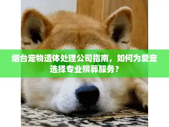 烟台宠物遗体处理公司指南,如何为爱宠选择专业殡葬服务? 烟台宠物遗体处理公司指南,如何为爱宠选择专业殡葬服务?