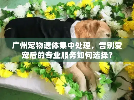 广州宠物遗体集中处理，告别爱宠后的专业服务如何选择？