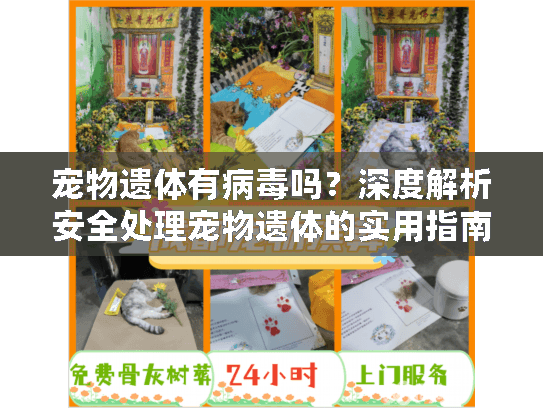 宠物遗体有病毒吗？深度解析安全处理宠物遗体的实用指南