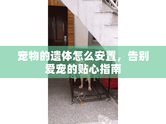 宠物的遗体怎么安置,告别爱宠的贴心指南 宠物的遗体怎么安置,告别爱宠的贴心指南