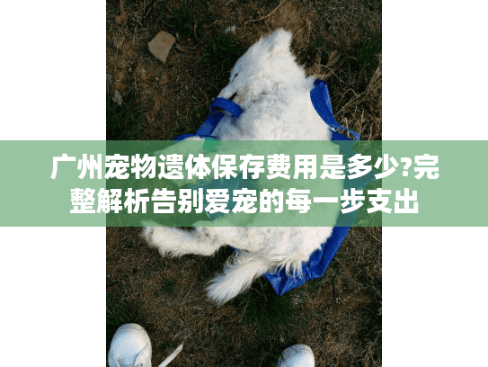 广州宠物遗体保存费用是多少?完整解析告别爱宠的每一步支出