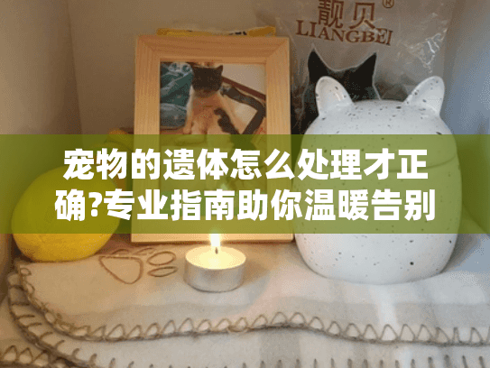 宠物的遗体怎么处理才正确?专业指南助你温暖告别
