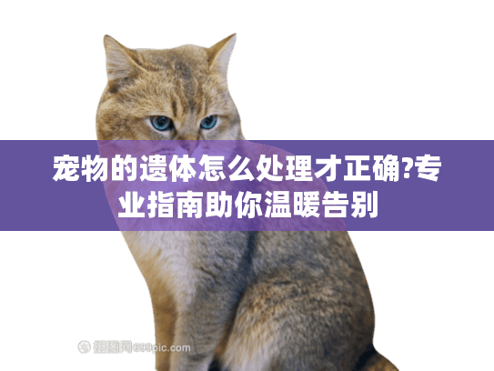 宠物的遗体怎么处理才正确?专业指南助你温暖告别