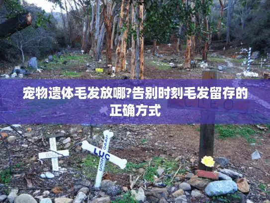 宠物遗体毛发放哪?告别时刻毛发留存的正确方式