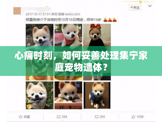 心痛时刻,如何妥善处理集宁家庭宠物遗体? 心痛时刻,如何妥善处理集宁家庭宠物遗体?