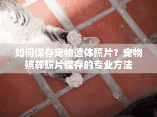 如何保存宠物遗体照片？宠物殡葬照片保存的专业方法