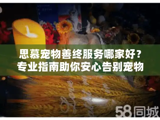 思慕宠物善终服务哪家好?专业指南助你安心告别宠物伙伴 思慕宠物善终服务哪家好?专业指南助你安心告别宠物伙伴