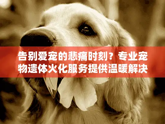 告别爱宠的悲痛时刻?专业宠物遗体火化服务提供温暖解决方案 告别爱宠的悲痛时刻?专业宠物遗体火化服务提供温暖解决方案