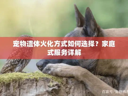 宠物遗体火化方式如何选择？家庭式服务详解