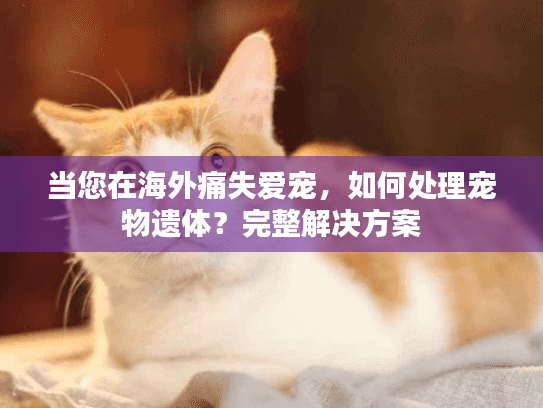 当您在海外痛失爱宠，如何处理宠物遗体？完整解决方案