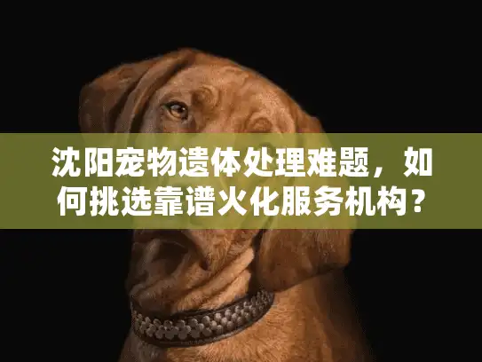 沈阳宠物遗体处理难题，如何挑选靠谱火化服务机构？