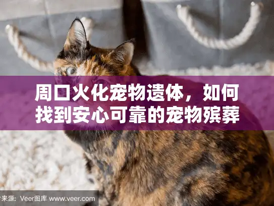 周口火化宠物遗体，如何找到安心可靠的宠物殡葬服务提供商？