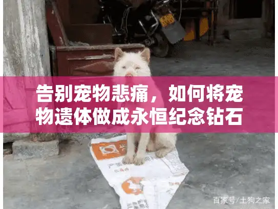 告别宠物悲痛，如何将宠物遗体做成永恒纪念钻石？