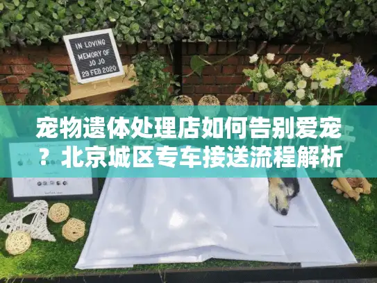 宠物遗体处理店如何告别爱宠?北京城区专车接送流程解析 宠物遗体处理店如何告别爱宠?北京城区专车接送流程解析