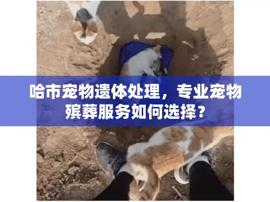 哈市宠物遗体处理，专业宠物殡葬服务如何选择？
