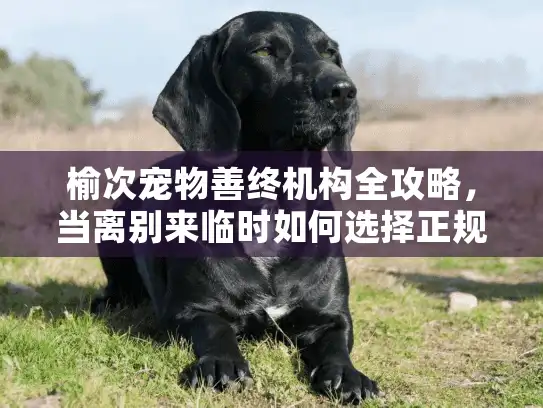 榆次宠物善终机构全攻略，当离别来临时如何选择正规服务