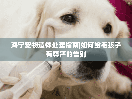 海宁宠物遗体处理指南|如何给毛孩子有尊严的告别