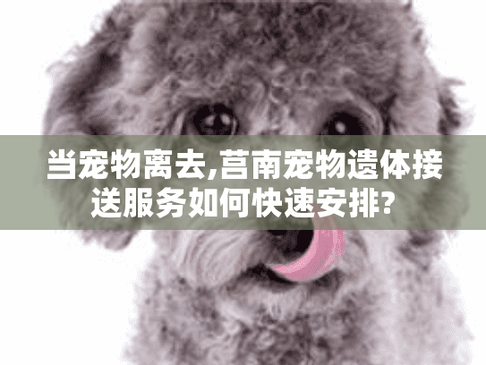 当宠物离去,莒南宠物遗体接送服务如何快速安排? 当宠物离去,莒南宠物遗体接送服务如何快速安排?