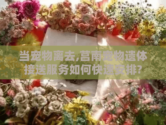 当宠物离去,莒南宠物遗体接送服务如何快速安排? 当宠物离去,莒南宠物遗体接送服务如何快速安排?