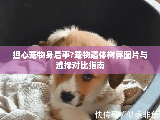 担心宠物身后事?宠物遗体树葬图片与选择对比指南