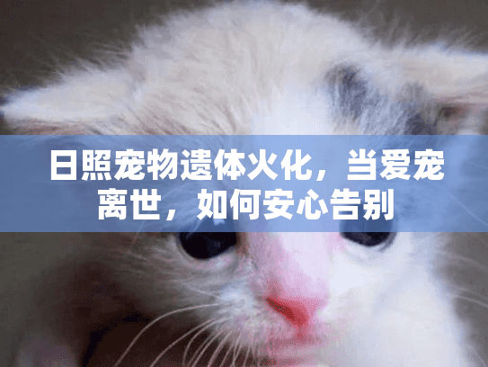 日照宠物遗体火化，当爱宠离世，如何安心告别