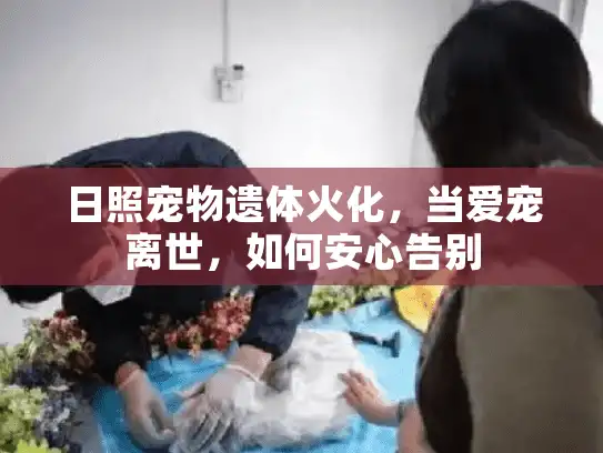 日照宠物遗体火化，当爱宠离世，如何安心告别