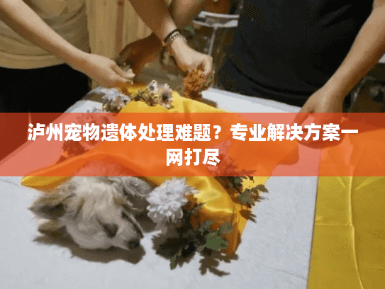泸州宠物遗体处理难题？专业解决方案一网打尽