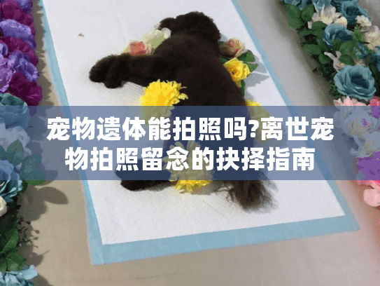 宠物遗体能拍照吗?离世宠物拍照留念的抉择指南
