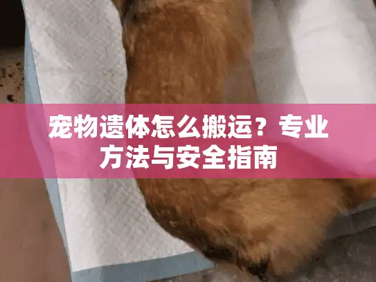 宠物遗体怎么搬运?专业方法与安全指南 宠物遗体怎么搬运?专业方法与安全指南