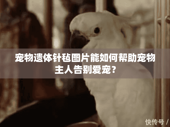 宠物遗体针毡图片能如何帮助宠物主人告别爱宠? 宠物遗体针毡图片能如何帮助宠物主人告别爱宠?