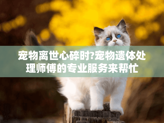 宠物离世心碎时?宠物遗体处理师傅的专业服务来帮忙