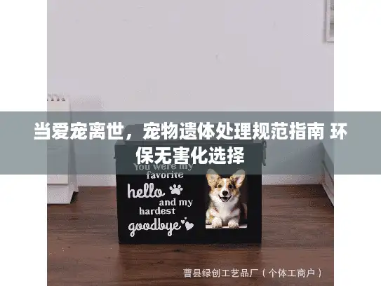 当爱宠离世，宠物遗体处理规范指南 环保无害化选择