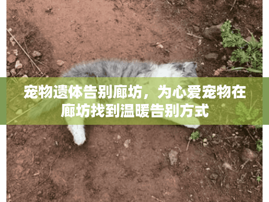 宠物遗体告别廊坊，为心爱宠物在廊坊找到温暖告别方式