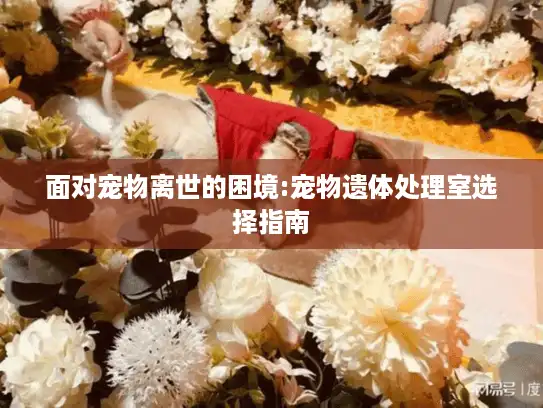 面对宠物离世的困境:宠物遗体处理室选择指南