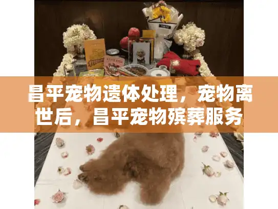 昌平宠物遗体处理，宠物离世后，昌平宠物殡葬服务如何帮您解忧？