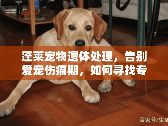 蓬莱宠物遗体处理，告别爱宠伤痛期，如何寻找专业环保宠物火化服务？