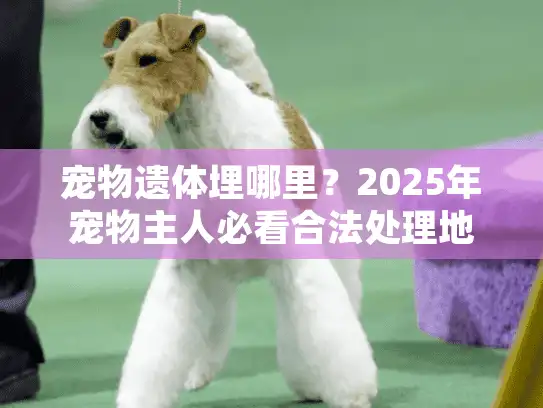 宠物遗体埋哪里?2025年宠物主人必看合法处理地点指南 宠物遗体埋哪里?2025年宠物主人必看合法处理地点指南
