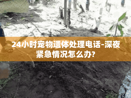 24小时宠物遗体处理电话-深夜紧急情况怎么办?