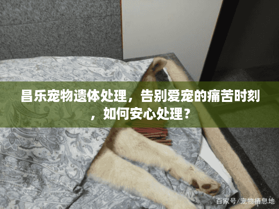 昌乐宠物遗体处理，告别爱宠的痛苦时刻，如何安心处理？