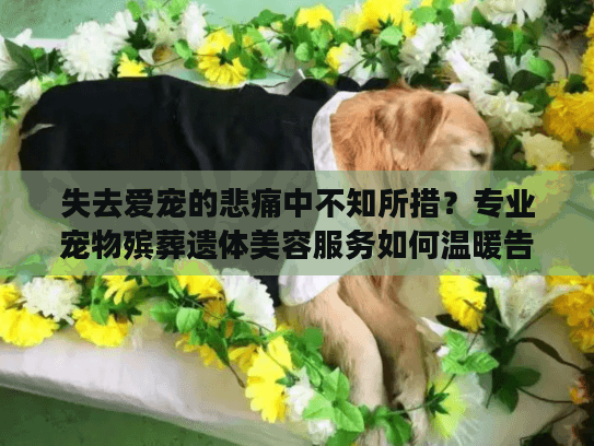 失去爱宠的悲痛中不知所措?专业宠物殡葬遗体美容服务如何温暖告别 失去爱宠的悲痛中不知所措?专业宠物殡葬遗体美容服务如何温暖告别