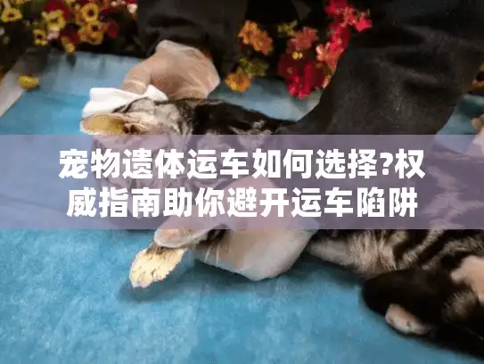 宠物遗体运车如何选择?权威指南助你避开运车陷阱