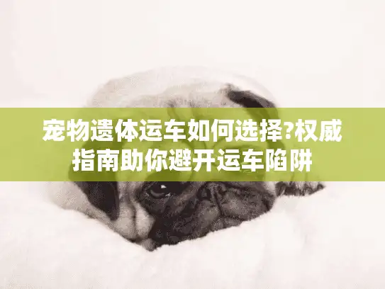 宠物遗体运车如何选择?权威指南助你避开运车陷阱