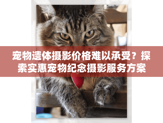 宠物遗体摄影价格难以承受?探索实惠宠物纪念摄影服务方案 宠物遗体摄影价格难以承受?探索实惠宠物纪念摄影服务方案