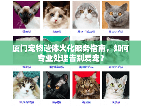 厦门宠物遗体火化服务指南，如何专业处理告别爱宠？