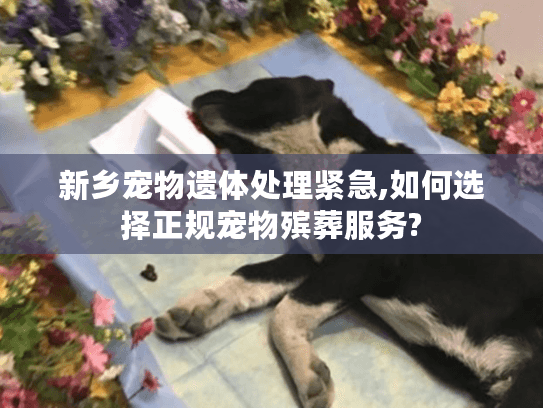 新乡宠物遗体处理紧急,如何选择正规宠物殡葬服务?