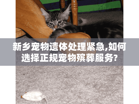 新乡宠物遗体处理紧急,如何选择正规宠物殡葬服务?