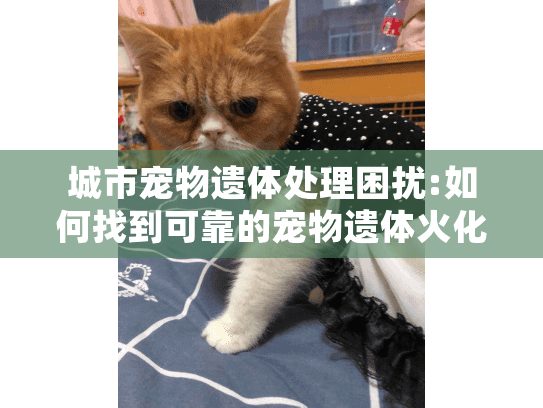 城市宠物遗体处理困扰:如何找到可靠的宠物遗体火化服务?