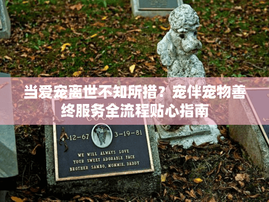 当爱宠离世不知所措？宠伴宠物善终服务全流程贴心指南
