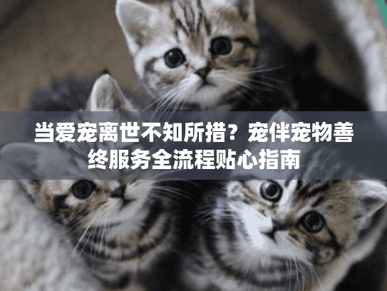 当爱宠离世不知所措？宠伴宠物善终服务全流程贴心指南
